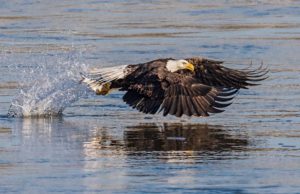 bald-eagle-fish